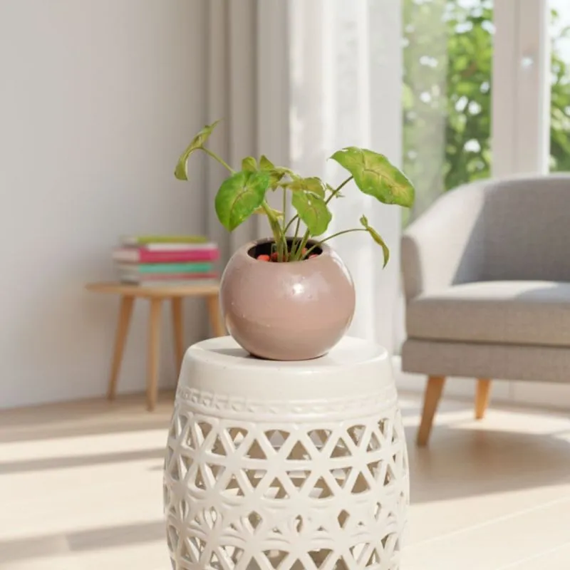 Plants and gifts for him delivery in Gurgaon
