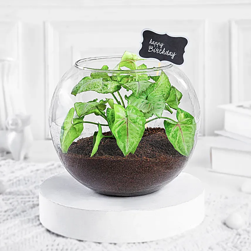 Syngonium Plant In Birthday Antiquity Bottle Planter