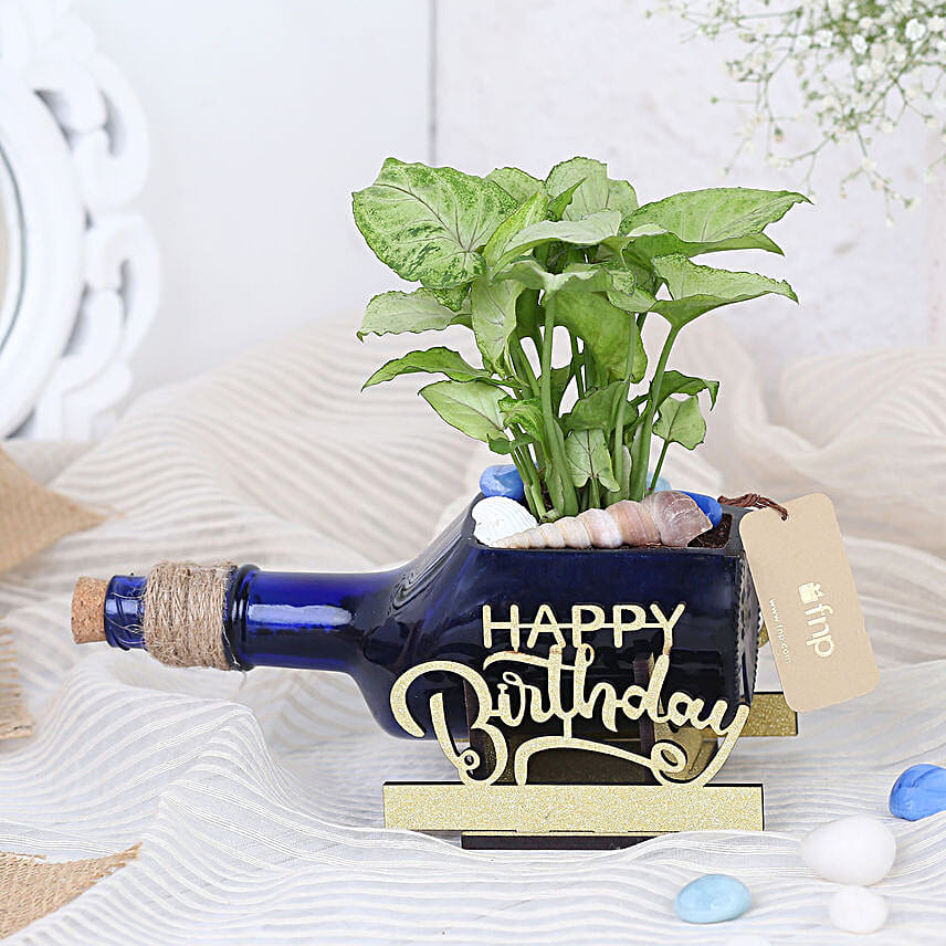 Syngonium Plant In Birthday Antiquity Bottle Planter