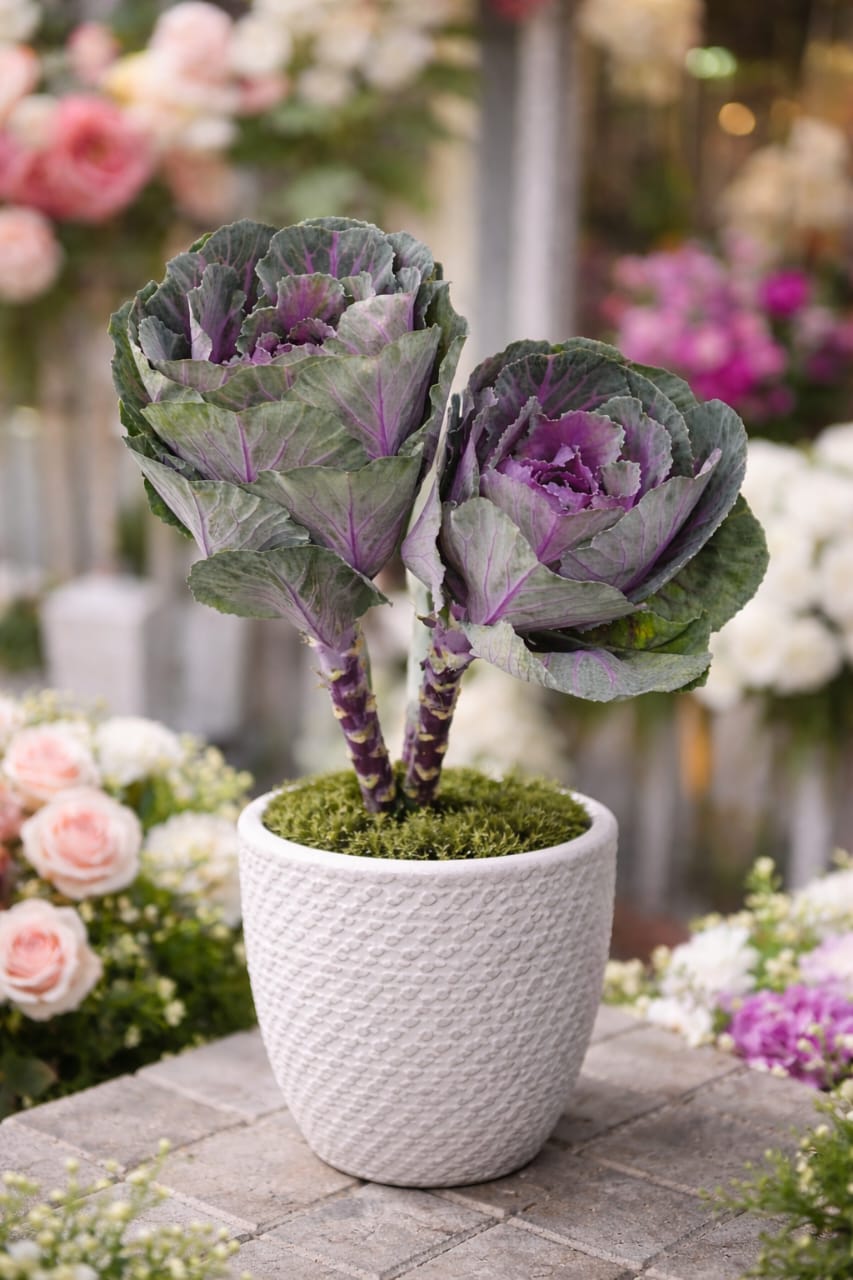 Potted Ornamental Crane Kale